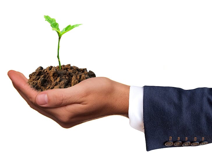 Hands holding a growing sprout
